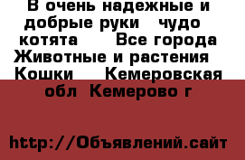 В очень надежные и добрые руки - чудо - котята!!! - Все города Животные и растения » Кошки   . Кемеровская обл.,Кемерово г.